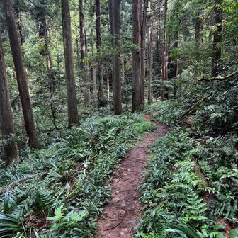ってことで1MJもそろそろ終わり。クールダウンしながら小道を進みます。おつかれ山でした⛰️