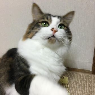 ぽこた