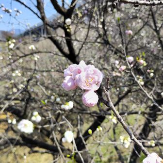 所々で花が咲き春を満喫出来ました