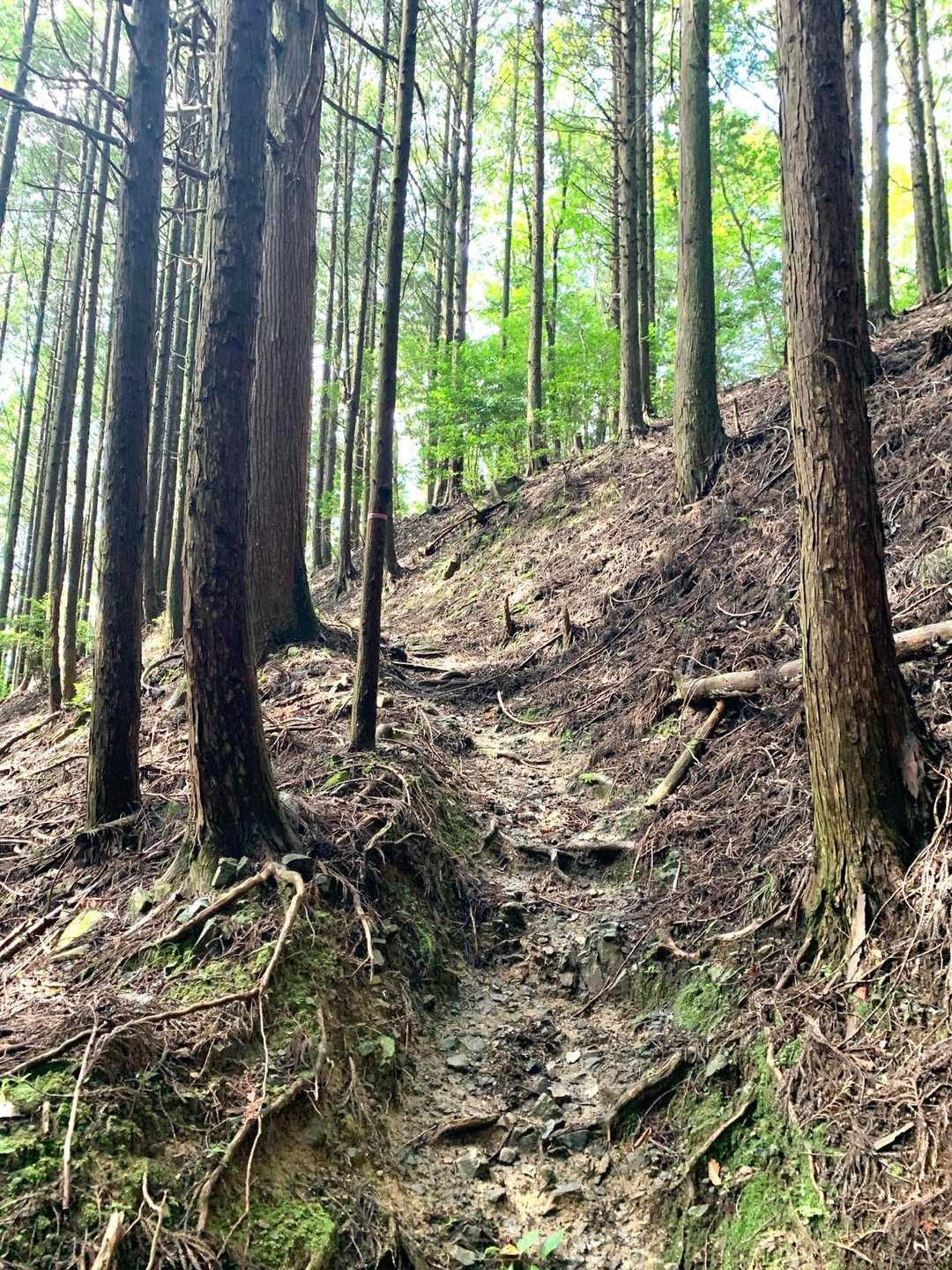 歌垣山登山口バス停-かがいの広場-歌垣山-堀越峠 往復コースの写真