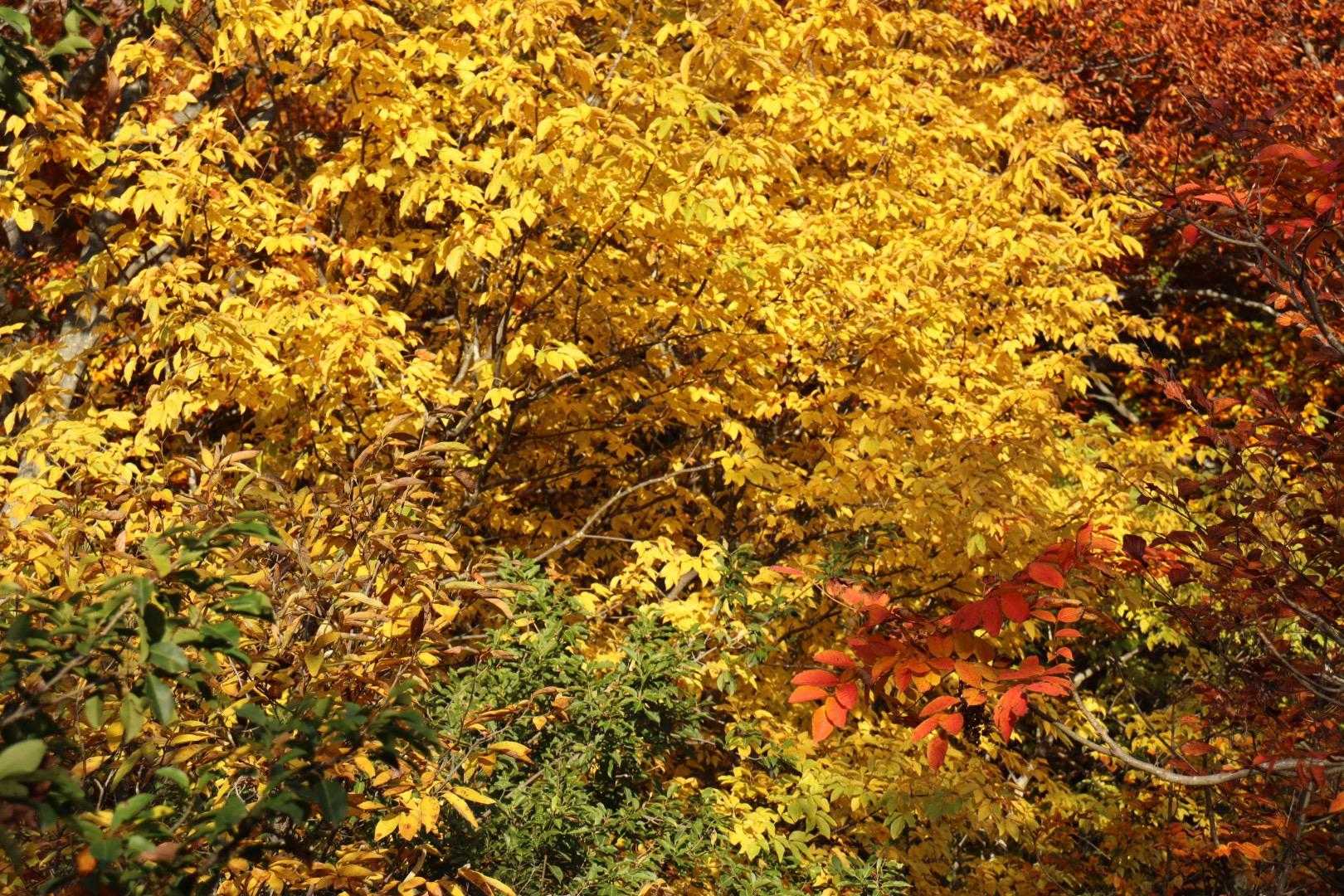 紅葉🍁は良い感じで