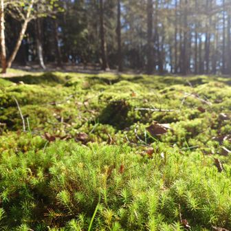 のんびり下っていきます。苔がｲｲﾈ
