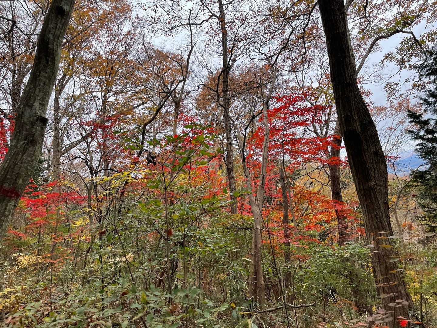 紅葉🍁は赤くキレイに色付いてますね