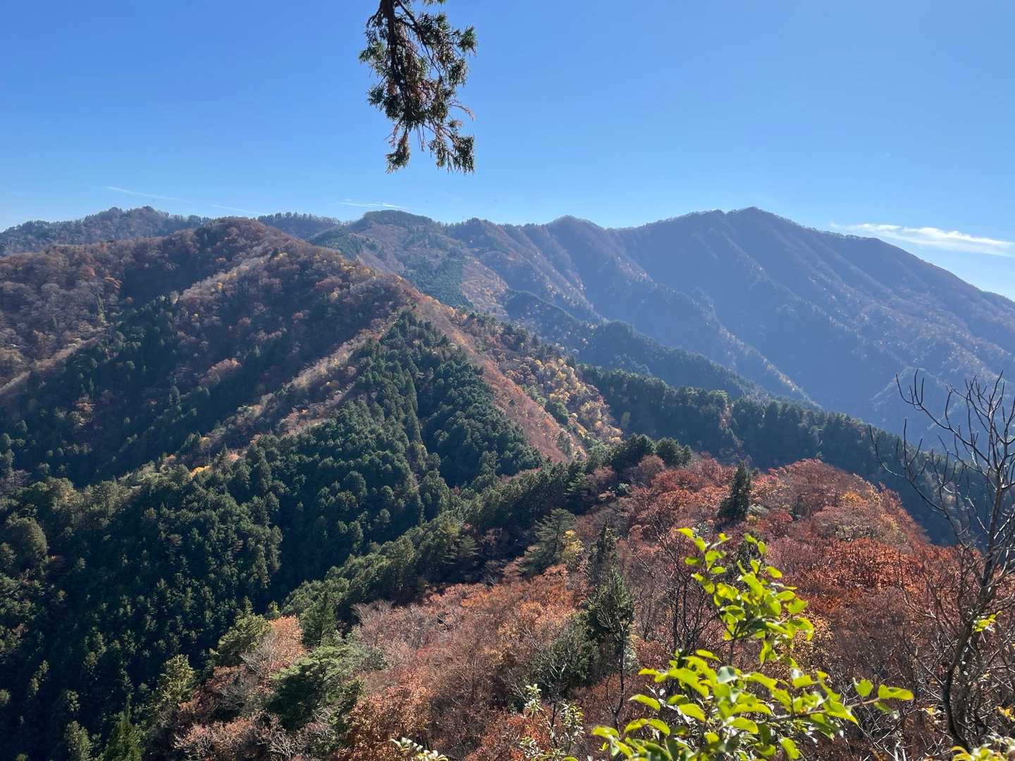 紅葉🍁が綺麗です🤩