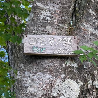 ここも何度目かの登頂
