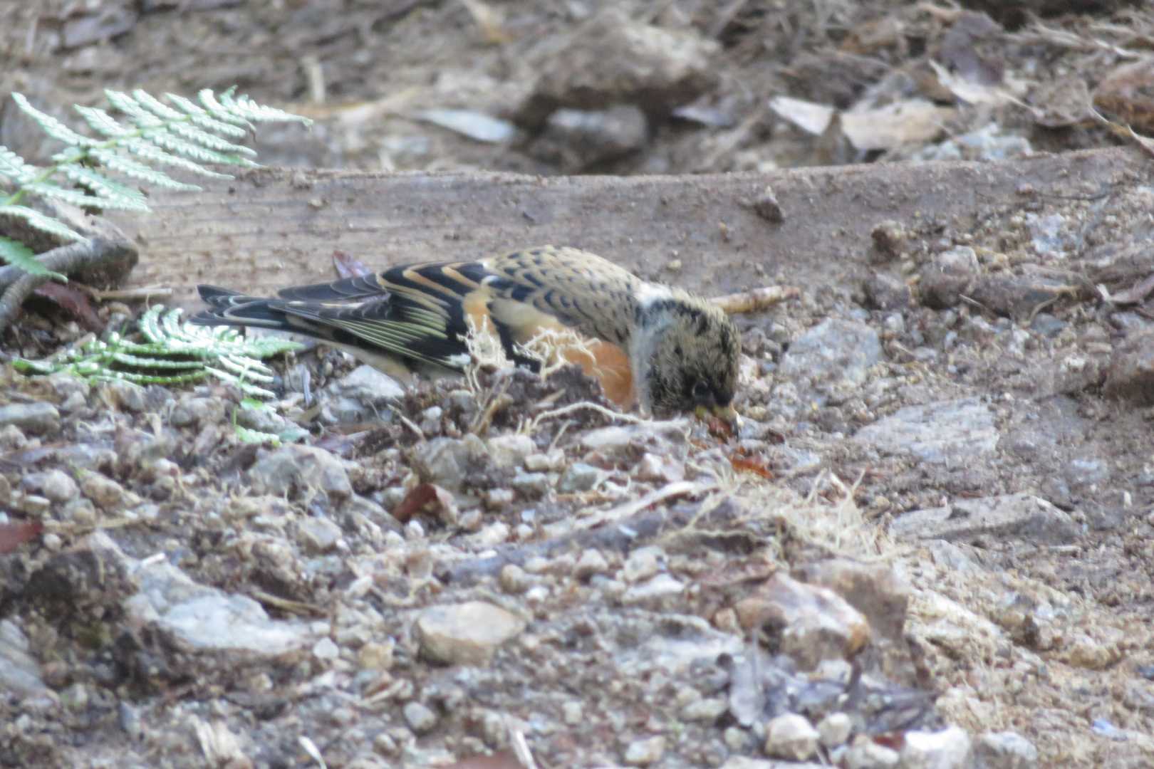 アトリって鳥らしい