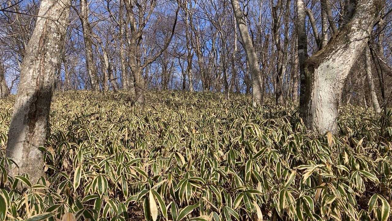 下山後湖畔を歩き独りグレーピークの「ひとぼっこ山」へ……ご覧のように道は…ない！笹をかき分け進む。