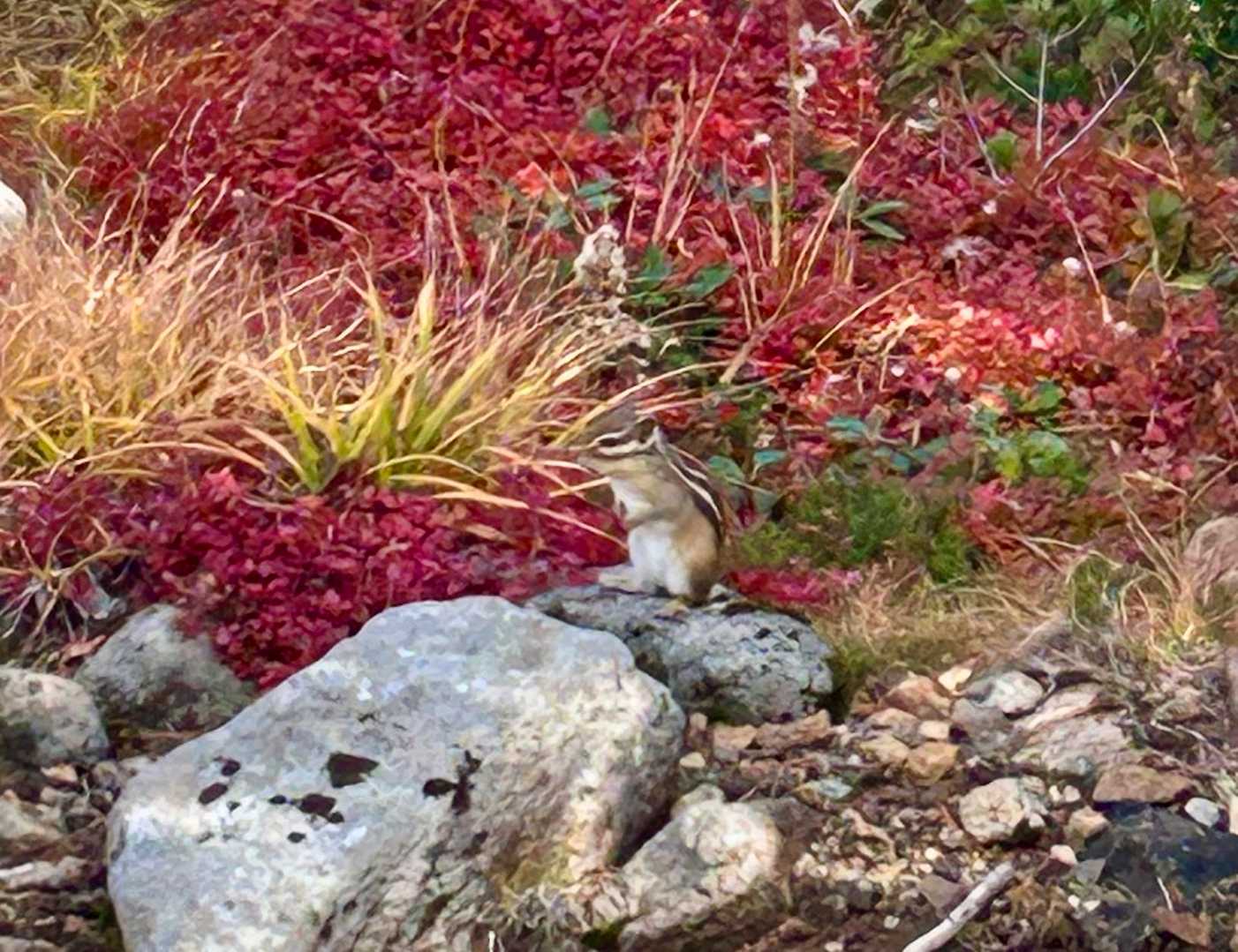 🐿️