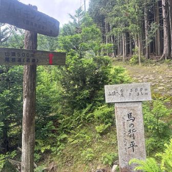 ちょい退屈しちゃう林道から、ようやく登山道へ？
山頂まで500mの直登コースへ行きます
(1.3kのゆるやかなハイキングコースもある)