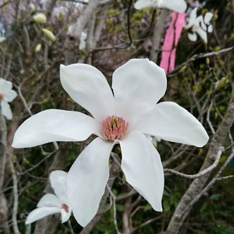 やまにゃんわこ