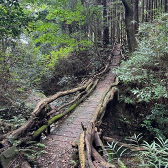 この橋を渡り切ると打越峠側から降りる道と合流します。