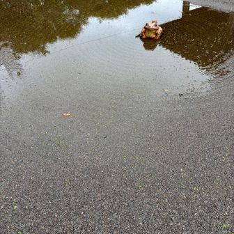 昨晩の雨で枯山水は、ちょっぴりした見れなかったけど、水たまりの中の枯山水も素敵
