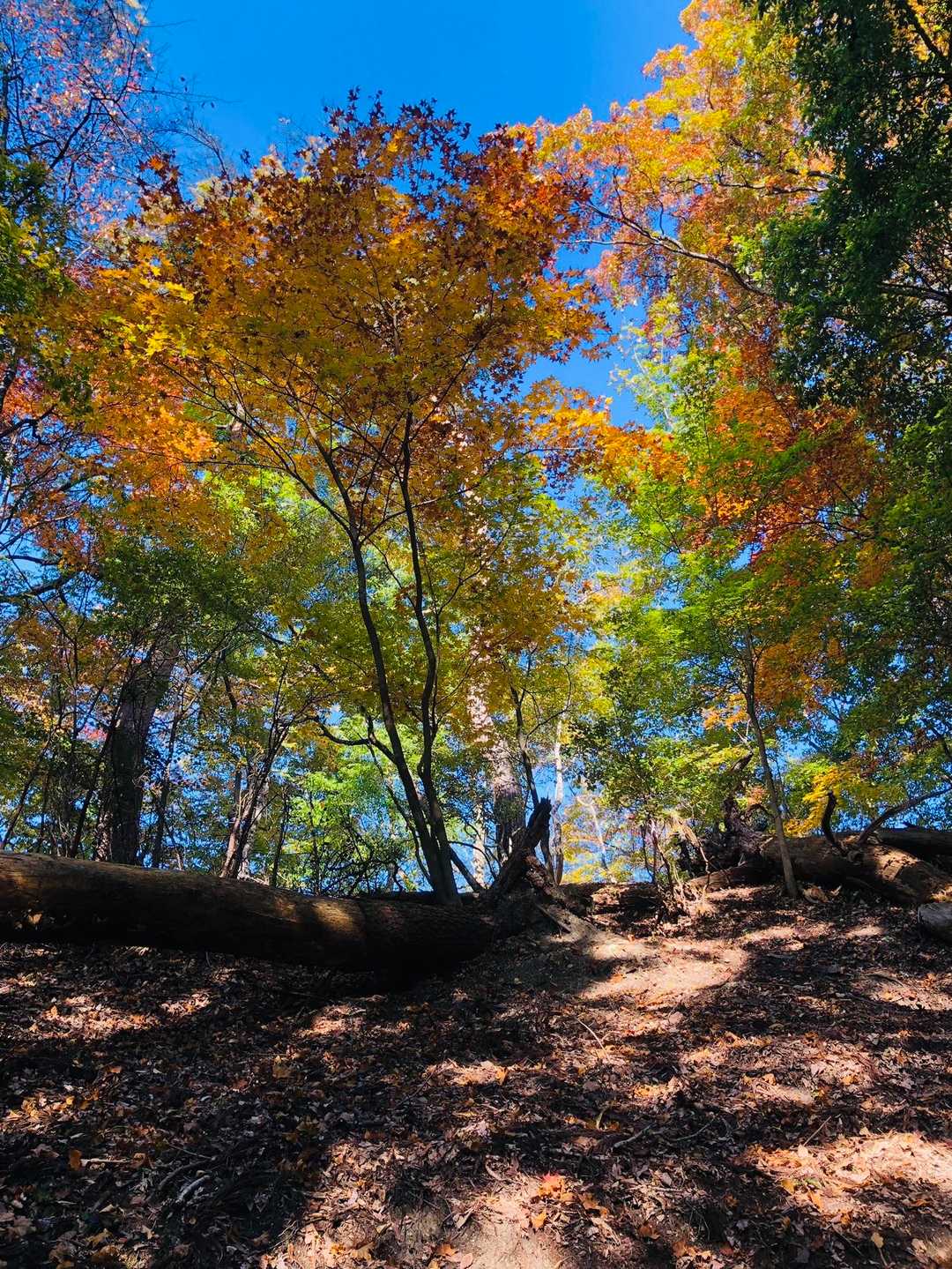 毛無岩 登山口-毛無岩 往復コースの写真