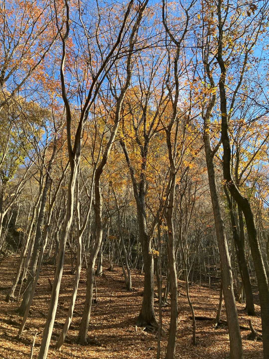 東登山口-コル-高岩-西登山口 縦走コースの写真