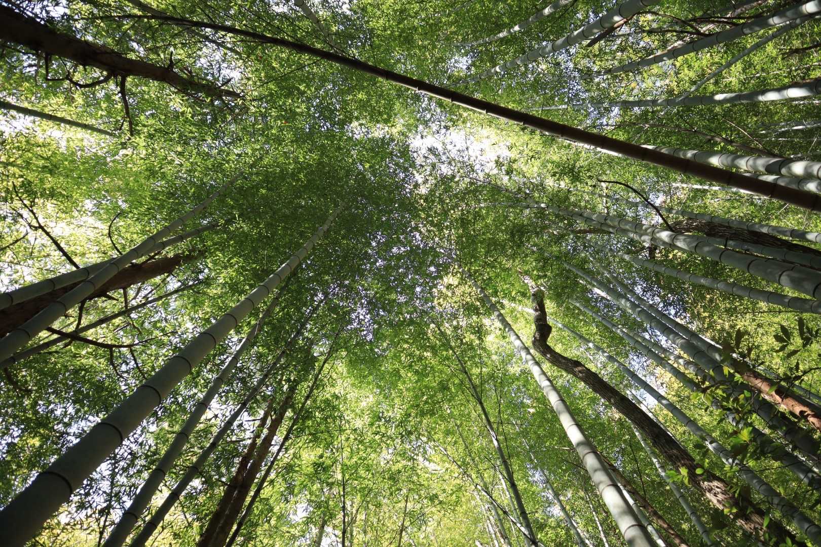 それでも竹林に癒され✨