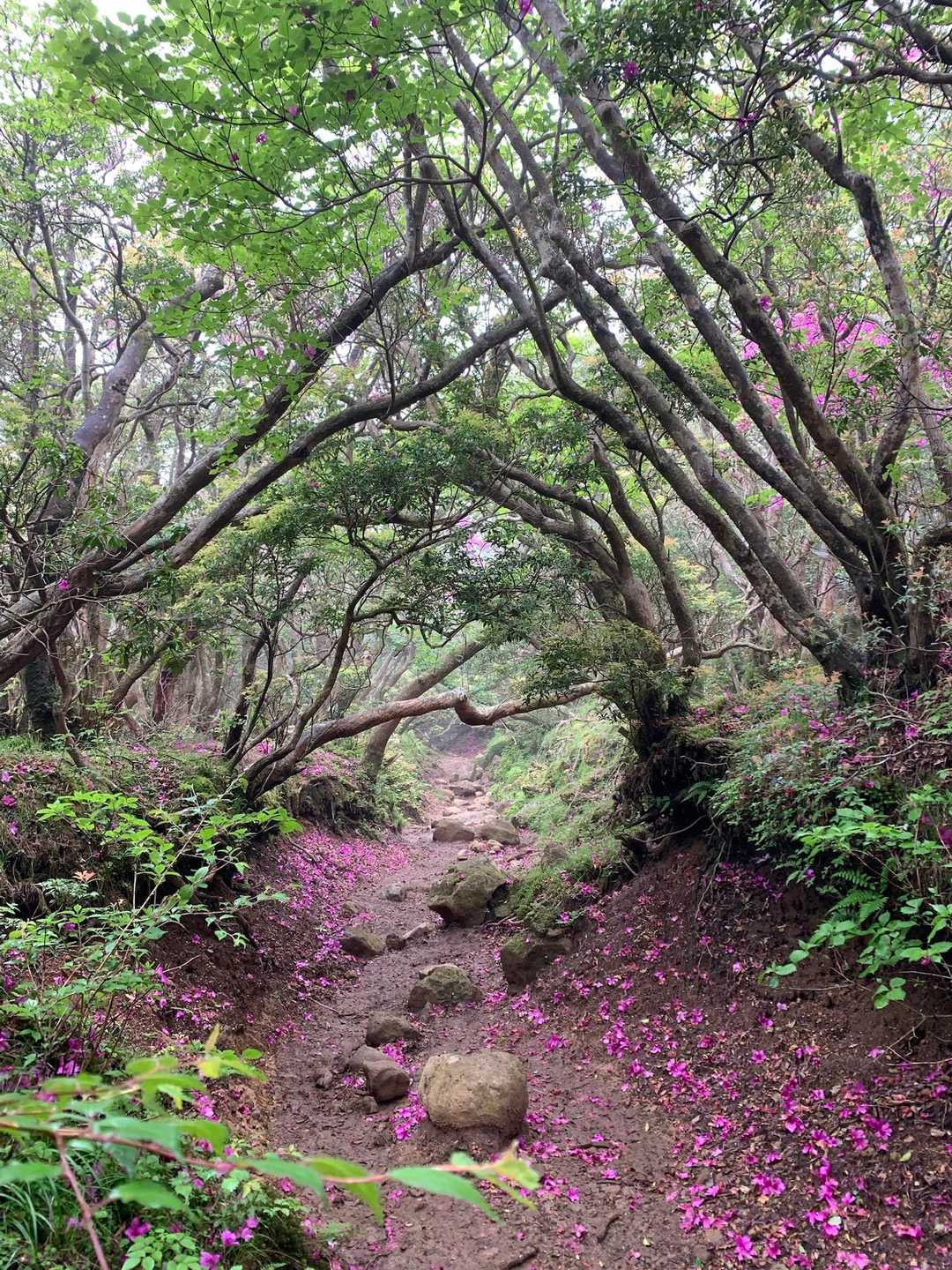 魅惑の登山道