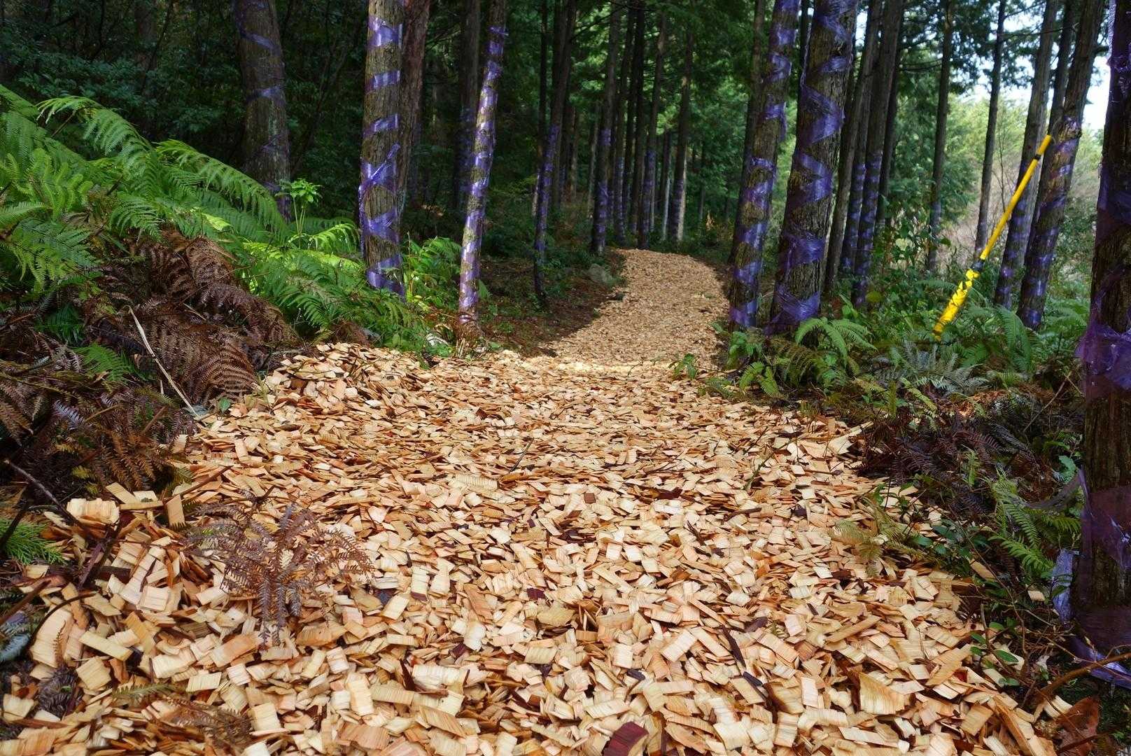 ウッドチップが敷き詰められてる😳
新しく整備してくれたの？
元の登山道はシダまるけだから？？
うーん、行ってみよう



何か変だぞ😅
トゲのツルに絡まれながら藪漕ぎしちゃった💦
しょっぱなから変な道行っちゃった
ごめんねー