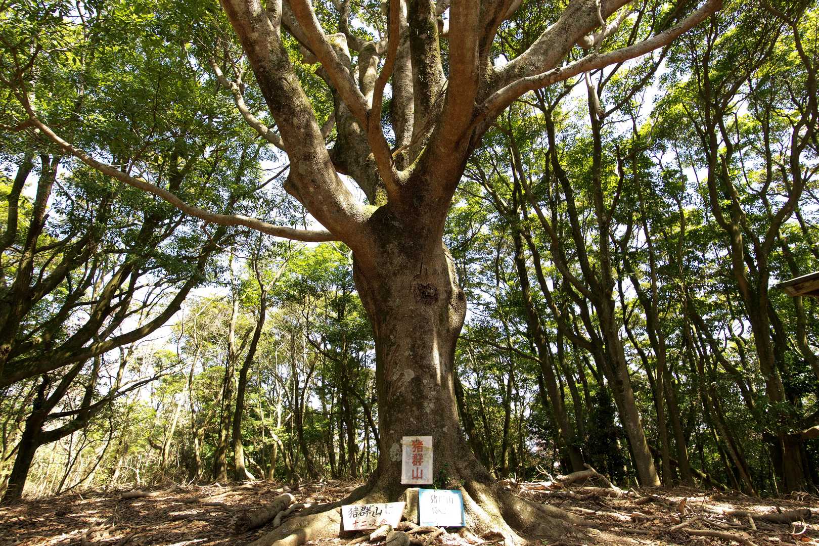 山頂到着。