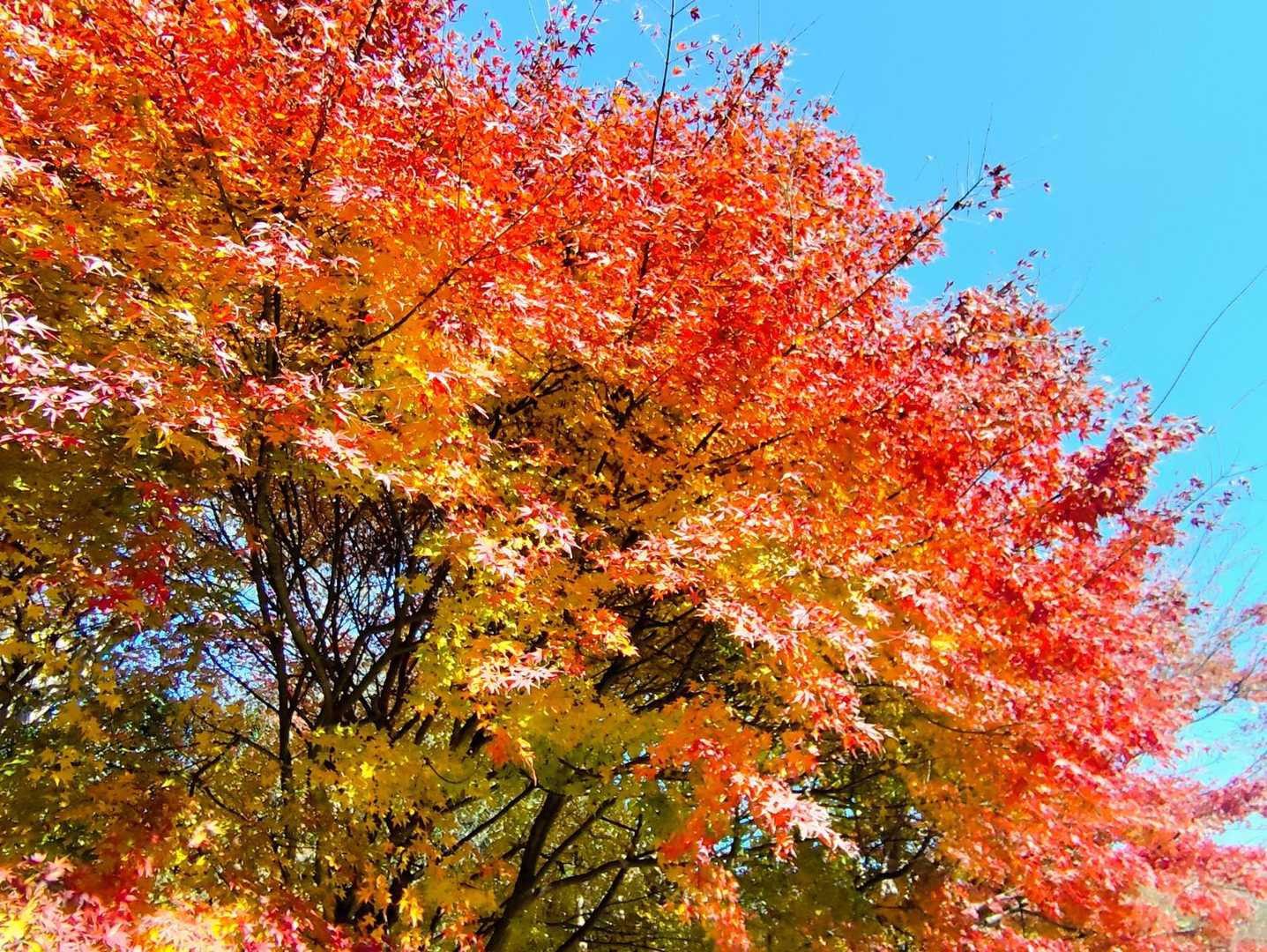 アプトの道沿いの紅葉🍁も見頃です