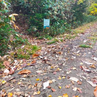 一度、林道に出ます