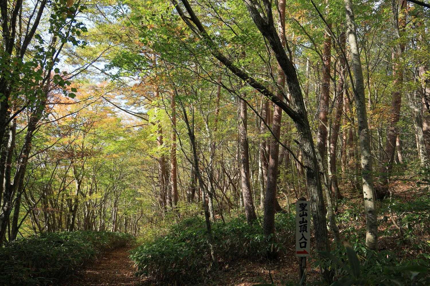 右：「十文字峠」から「聖山登山口」に行きます
左：林道を下って１.5kmの所で、以前、熊🐻を見かけました