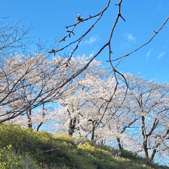 強風の中まだ散らずにガンバる