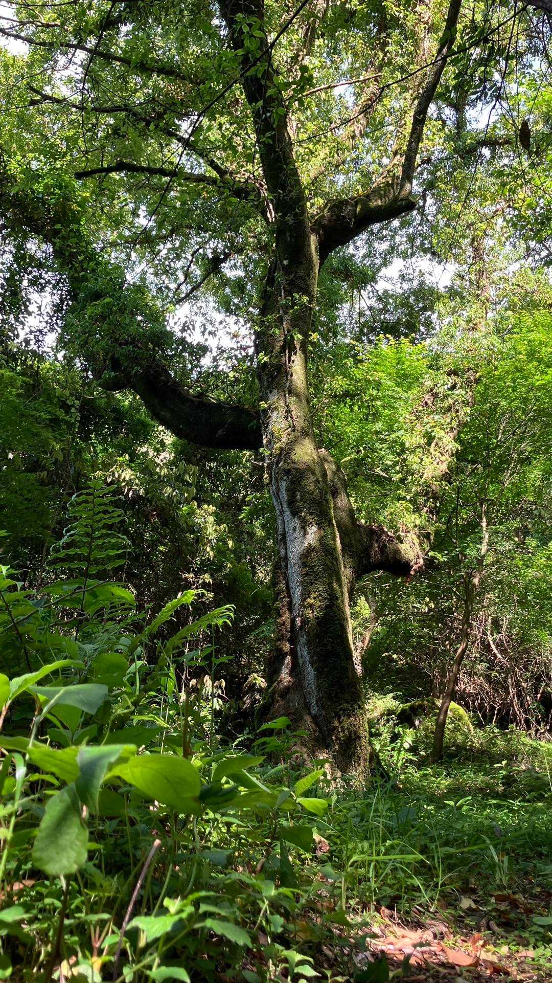 この木も力強い🌲
修験の滝方向へ
