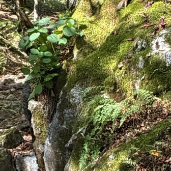 素早いのでなかなか写真に収まりません！右上↗️分かりますか？