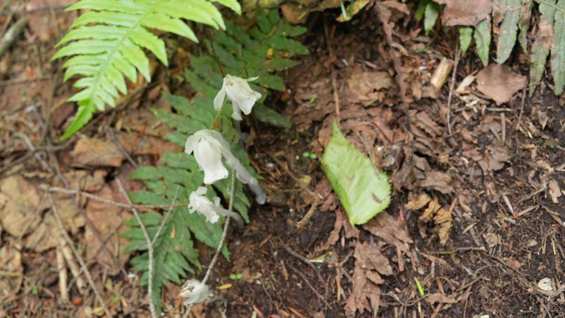 ギンリョウソウ