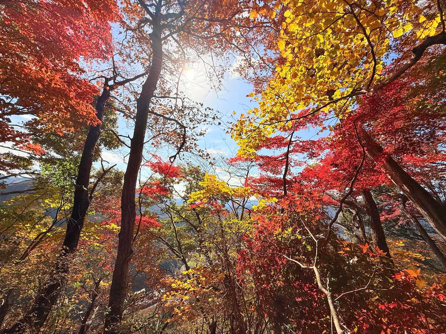 進むにつれ、紅葉ポイント🍁