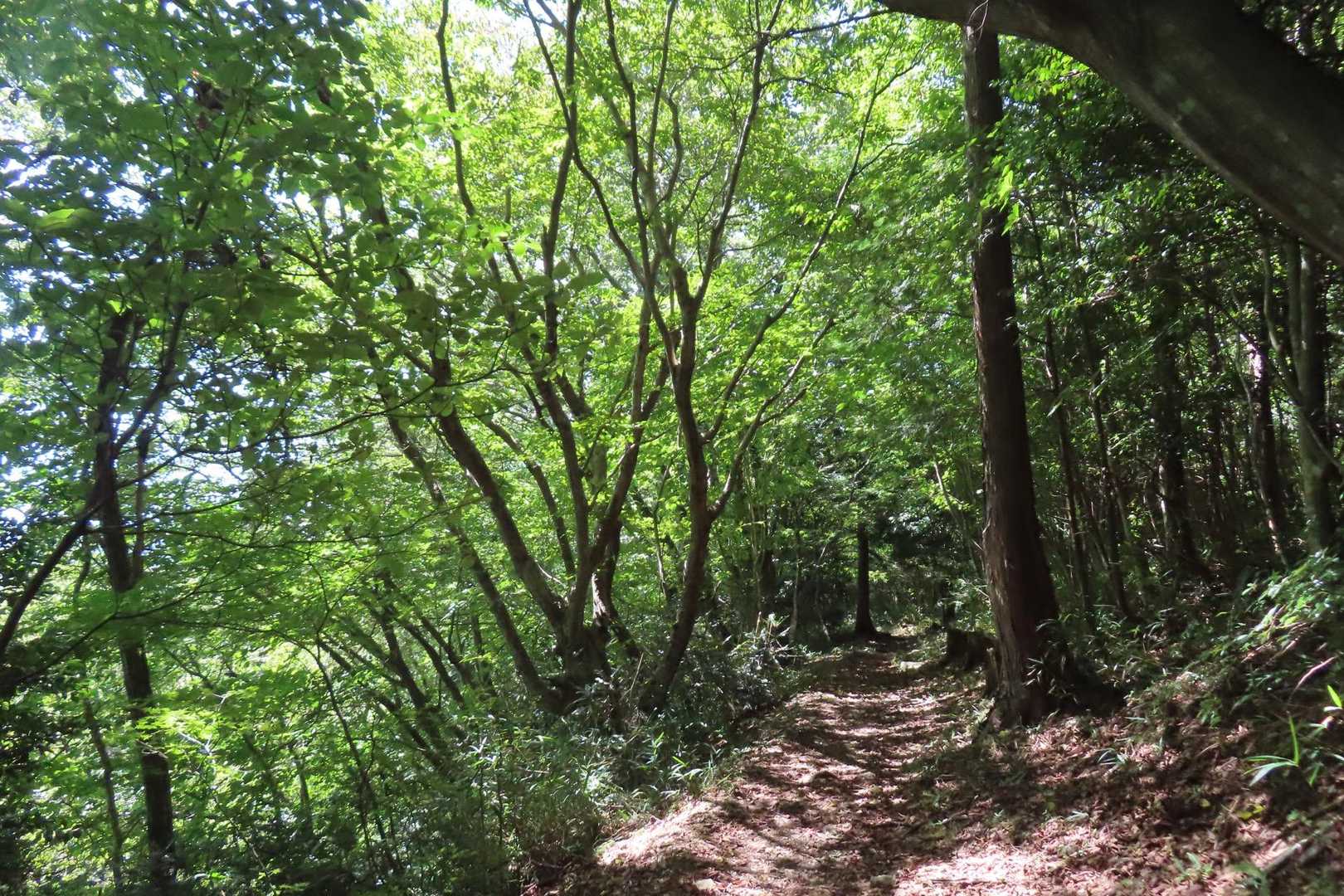 🌳のトンネルは歩調をゆるくして🚶‍♀️
