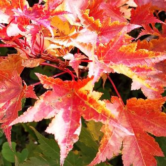 🍁真っ赤だね　