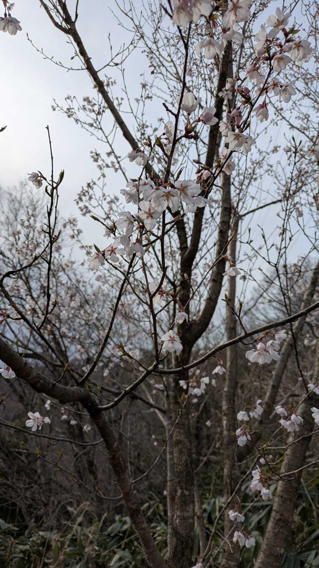 🌸