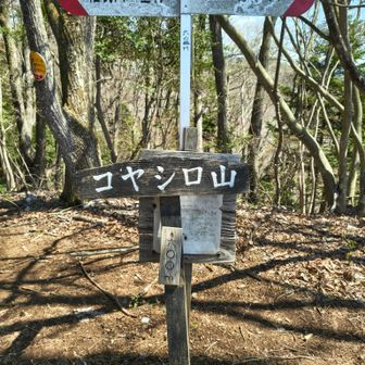 コヤシロ山に到着