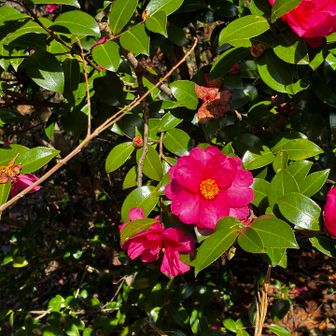 サザンカ　車を停めた運動公園の近くに咲いていました