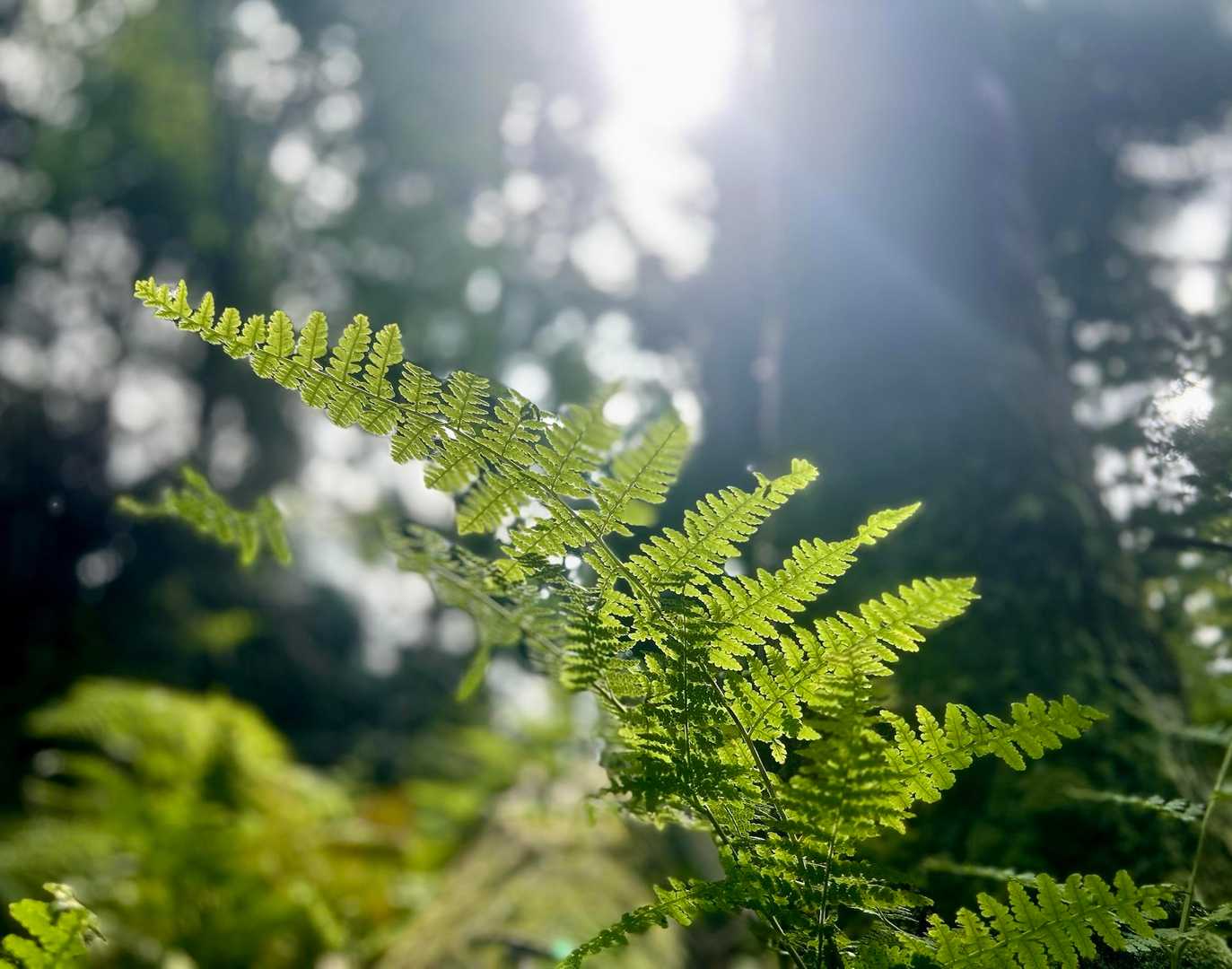 シダシダ🌿🌿が🔆🔆😎