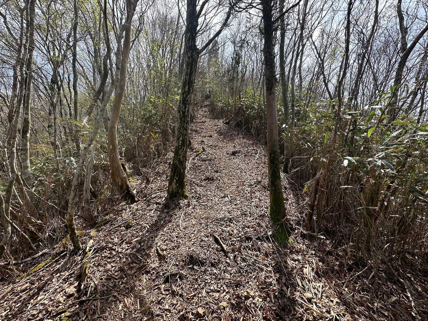 気持ちよく歩いていたら、、笹の中からガサガサっと音がして、、、
山の住民🐗が、、、🥶💦💦💦💦
あまりにびっくりして、
『ぎゃー〜ーー』😫と叫んでしまった😭
その声に驚いた🐗は、Uターンしてバキバキっと、ものすごい音をたてて転がるように山から下りていきました。ん？落ちたかも。。

イノシシってまっすぐしか進まないのではないの❓
Uターンしましたよー🥶