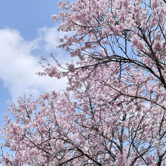 これは桜🌸自信あり👍