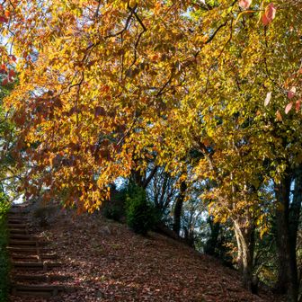 キャンプ場の紅葉