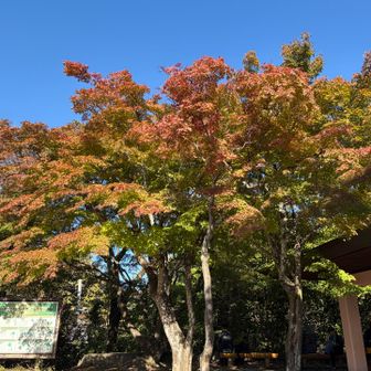 山頂は少し紅葉が進んでます