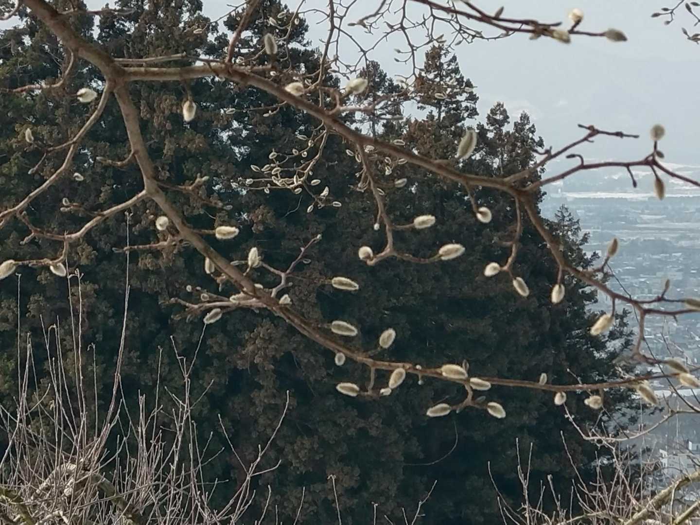 ネコヤナギ？
春ですね