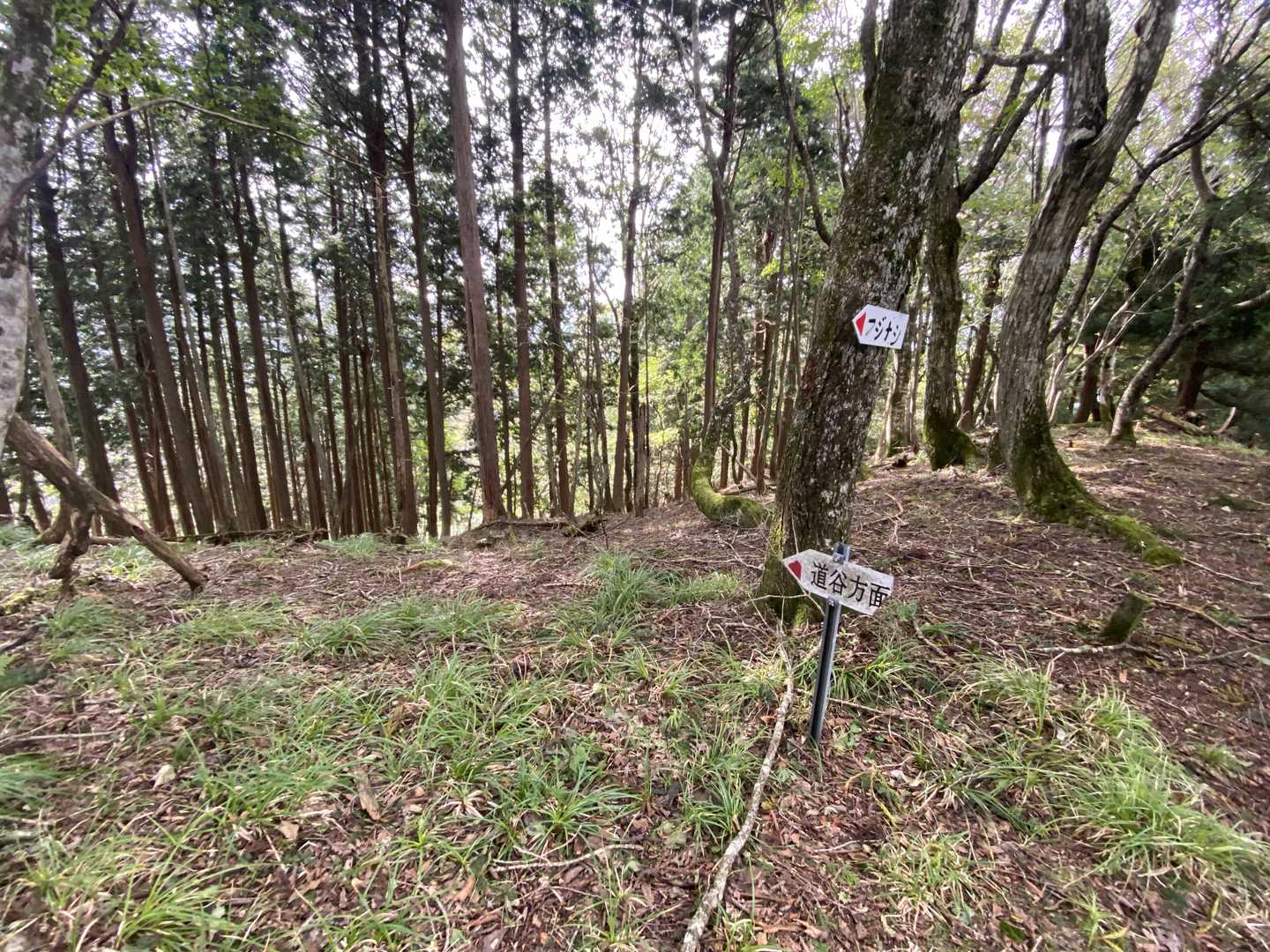 計画も下調べもないけど、地図を見るかぎり歩けそうな気がする🤗