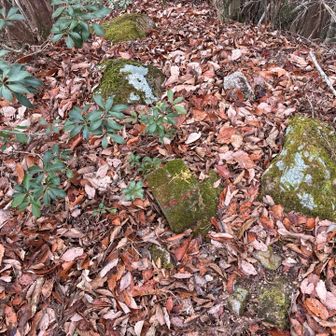 これも境界点かな？
標識は見当たりません💦

秀峰ゲット

後で他の方のレポ見たら標識ありました😅

もうちょっと先だった様です💦