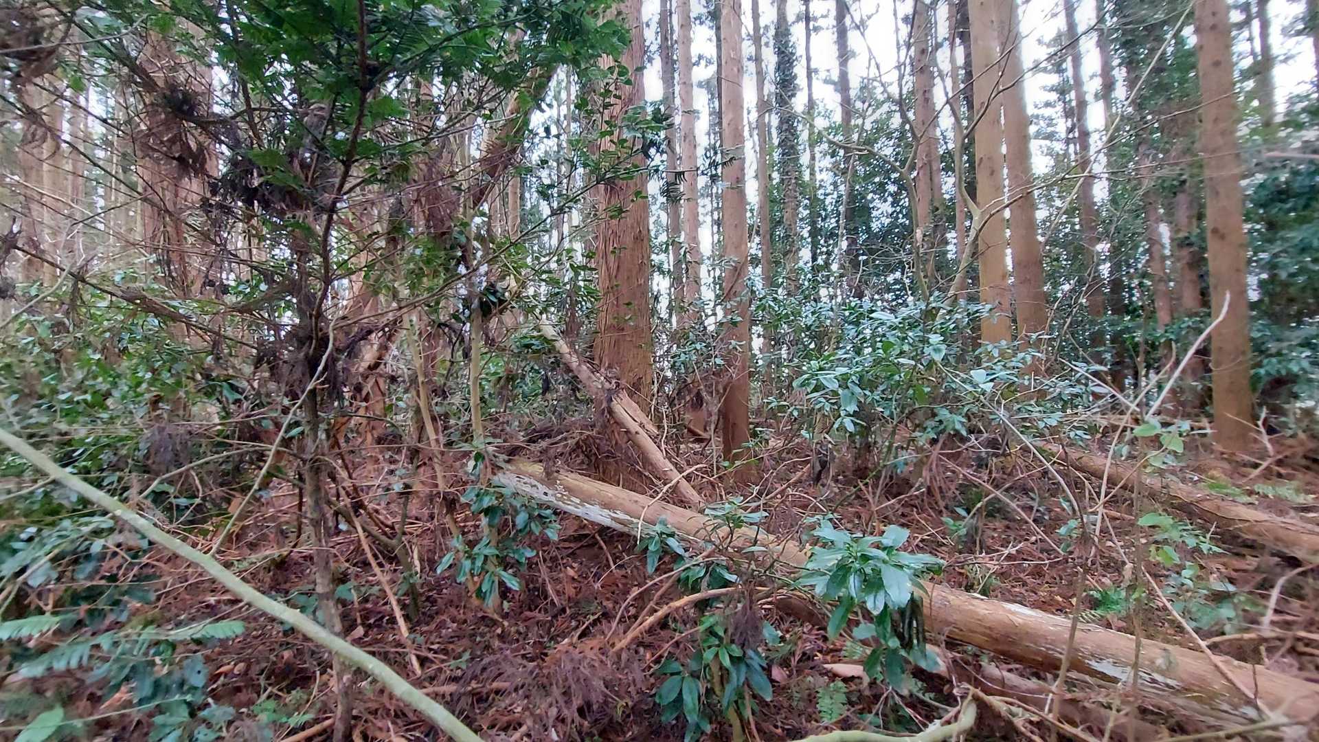 山頂？付近
荒れ果てて歩きづらかった😥
