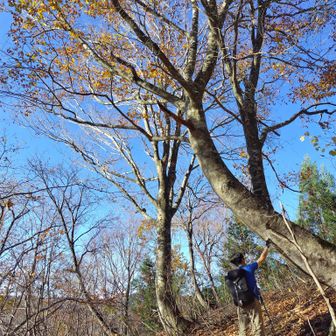 左門岳 標高が上がってきてブナも参戦。