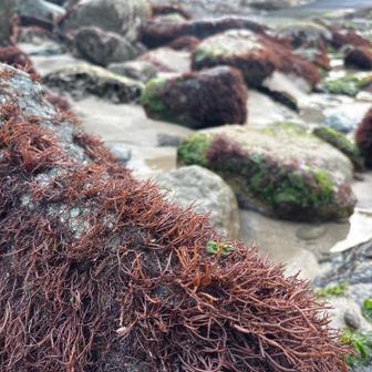 ふのりがいっぱいの高戸小浜
