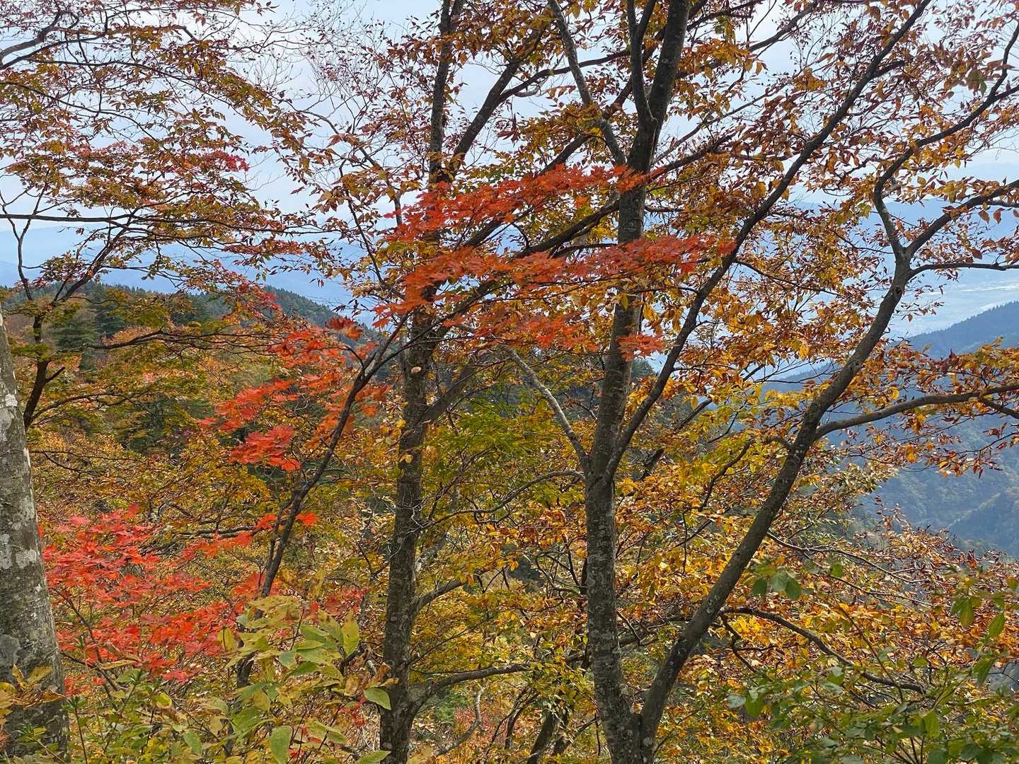 紅葉が綺麗です