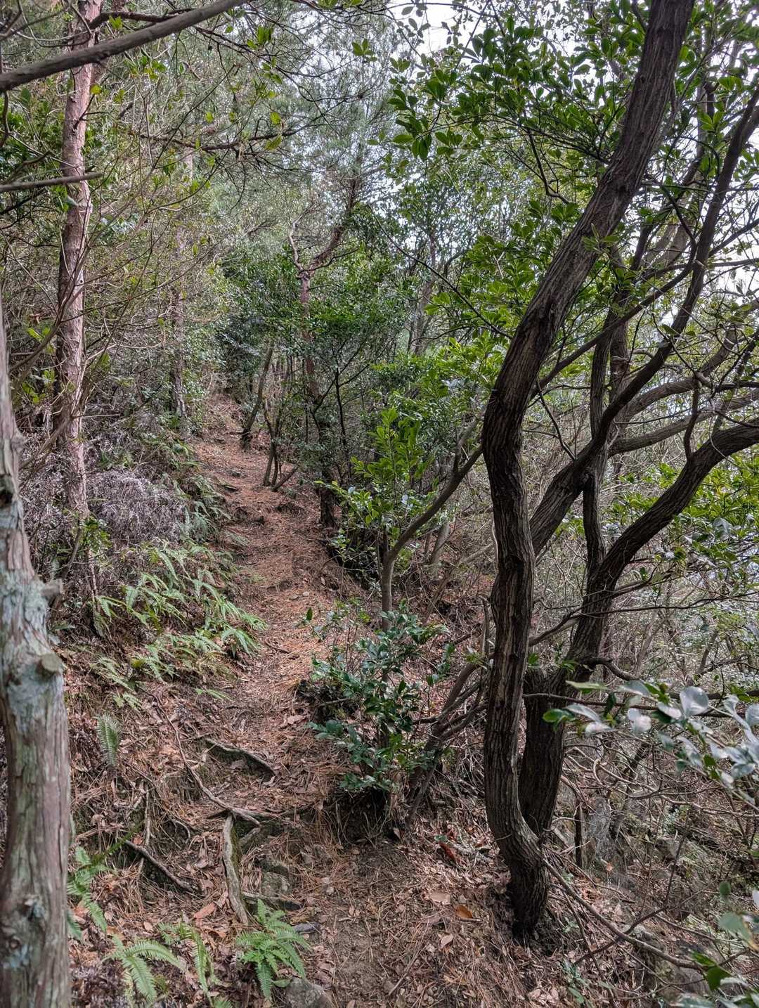 急登