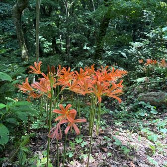 下山口にて、またオレンジ🍊でお出迎え。