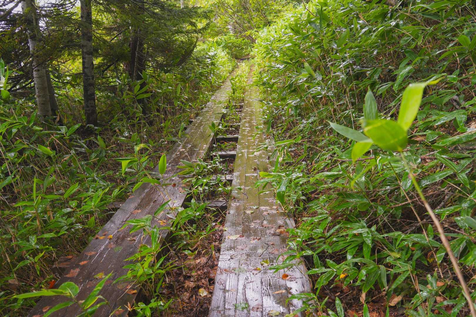 ヤバい。雨の木道本当に危ない。
人とすれ違うときコケてめちゃ心配された⋯恥ずかしい⋯怪我しなくて良かった